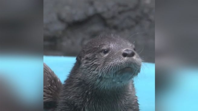 go to Herzig: Otter-Baby muss das Schwimmen lernen