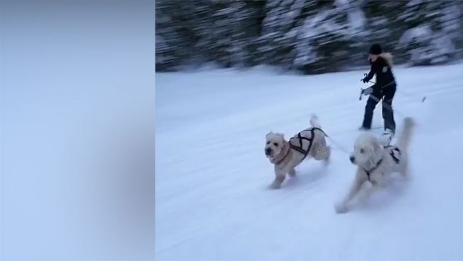 go to Wuscheliges Duo: Diese Doodle sind pure Energie