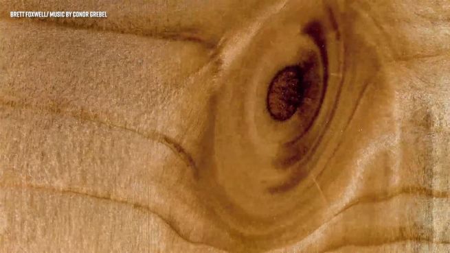 go to Von wegen tot: Holz im Zeitraffer lebt