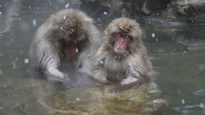 go to Affen-Wellness: Spa-Therapie für gestresste Primaten