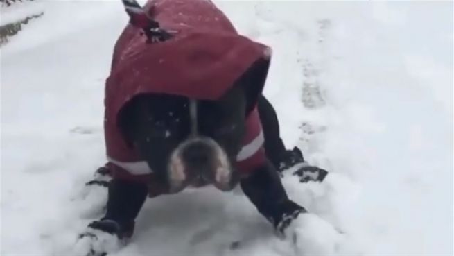 go to Ich mag nicht! Bulldogge hasst den Schneespaziergang