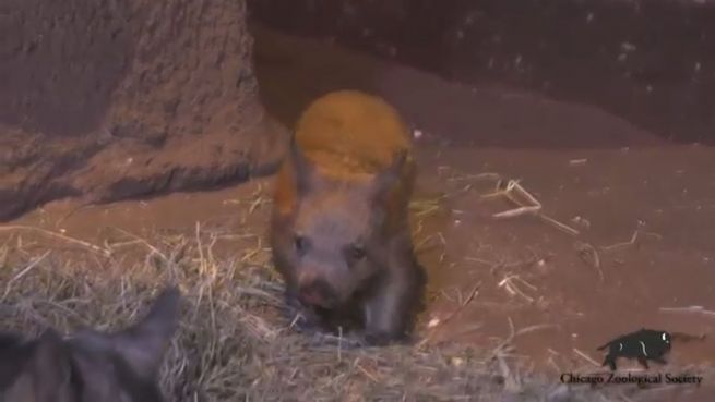 go to Wombat Joey: Sie ist der Star im Brookfield Zoo