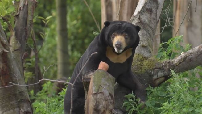 go to Tiere finden ein Zuhause: Umzug im Zoo von Chester