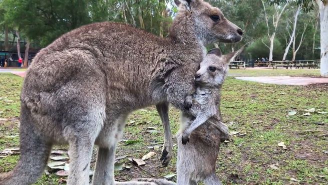 go to Auf dem Sprung: Baby-Känguru wagt erste Hüpfer