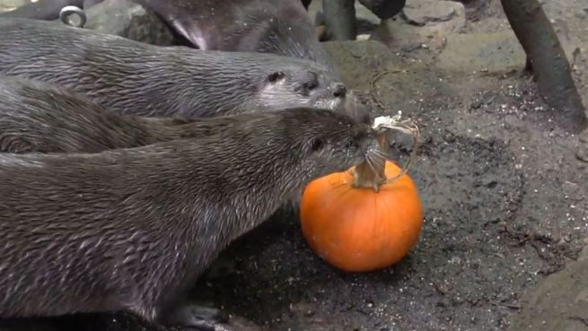 go to Kürbisse im Gehege: Herbstmahl im Oregon Zoo