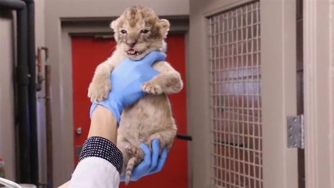 go to Flauschiger Nachwuchs: Löwenbabys in Iowa